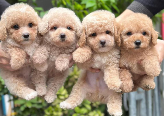 TOY POODLE YAVRULARIM